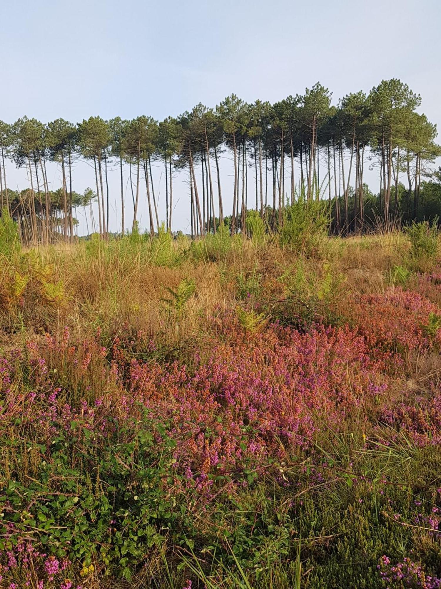Le Mas Des Landes Vielle-Saint-Girons Dış mekan fotoğraf